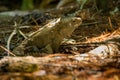 Tuatara