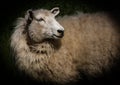 New Zealand ewe sheep Royalty Free Stock Photo