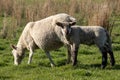 New Zealand ewe sheep and lamb grazing in a paddock Royalty Free Stock Photo