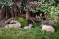 New Zealand ewe sheep and lambs Royalty Free Stock Photo