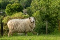 New Zealand ewe sheep unshorn Royalty Free Stock Photo