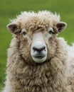 New Zealand Ewe Sheep Royalty Free Stock Photo