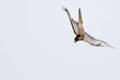 New zealand falcon Royalty Free Stock Photo