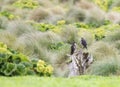 New Zealand Falcon, Falco novaeseelandiae Royalty Free Stock Photo