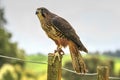 New Zealand falcon perching on a fence post Royalty Free Stock Photo