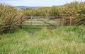 New Zealand family activity with summer scenic road trip travel, natural landscape green grass lawn outdoor space for camping Royalty Free Stock Photo