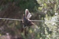 New Zealand fantail hanging on a wire