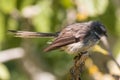 New Zealand fantail Royalty Free Stock Photo