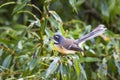 New Zealand fantail (Rhipidura fuliginosa) Royalty Free Stock Photo