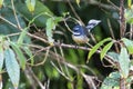 New Zealand fantail (Rhipidura fuliginosa) Royalty Free Stock Photo