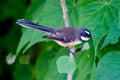 New Zealand Fantail