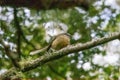 A New Zealand Fantail on the South Island of New Zealand