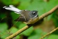 New Zealand Fantail