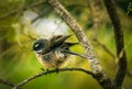 New Zealand Fantail