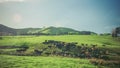 New Zealand: farm landscape with many cows Royalty Free Stock Photo