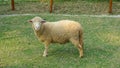 New Zealand farm sheep lambs, wildlife Royalty Free Stock Photo
