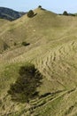 New Zealand: farmland landscape with hill - v Royalty Free Stock Photo