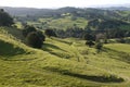 New Zealand: farmland landscape with track - h Royalty Free Stock Photo