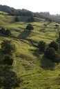 New Zealand: farmland landscape with trees - v Royalty Free Stock Photo