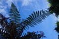 New Zealand fern