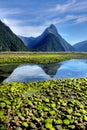 New Zealand Fiordland at the Milford Sound