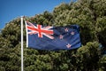 New Zealand Flag Flying In Front Of Native Pohutukawa Trees Royalty Free Stock Photo