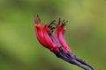 New Zealand Flax Blossom