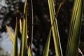 New Zealand flax with bokeh background.