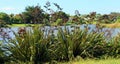 New Zealand Flax in Flower Royalty Free Stock Photo