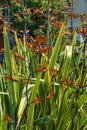 New Zealand flax flowers in bloom. Orange fowers of Flax Lily Plant (Phormium tenax) or harakeke in Sochi