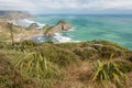 New Zealand flax growing in Waitakere Ranges