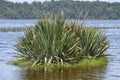New Zealand Flax Phormium tenax