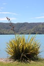 New Zealand flax, phormium tenax, plant