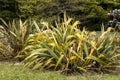 New Zealand Flax Suffering from PYLD