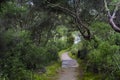 New Zealand forest hiking trail Royalty Free Stock Photo