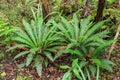 New Zealand forest plants. Crown ferns growing on Ulva Island