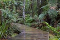 New Zealand Forest trail Royalty Free Stock Photo