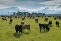 New Zealand framing cows on green glass Royalty Free Stock Photo