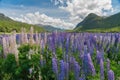 New Zealand full bloom lupine flower in summer season Royalty Free Stock Photo