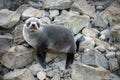 New Zealand Fur Seal Royalty Free Stock Photo