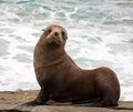 New Zealand fur seal Royalty Free Stock Photo