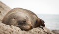 New Zealand fur seal Royalty Free Stock Photo