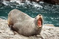 New Zealand fur seal Royalty Free Stock Photo