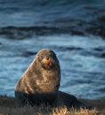 New Zealand fur seal Royalty Free Stock Photo