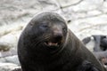 New Zealand Fur Seal