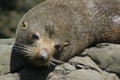 New Zealand Fur Seal