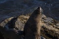 New Zealand fur seal active with noticeable whiskers during a sunny sunrise at Shag Point, New Zealand