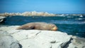 New Zealand Fur Seal 02 Royalty Free Stock Photo