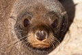 New Zealand fur seal, Arctocephalus forsteri