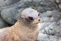 New Zealand Fur Seal (Arctocephalus forsteri). Close Up. Head Royalty Free Stock Photo